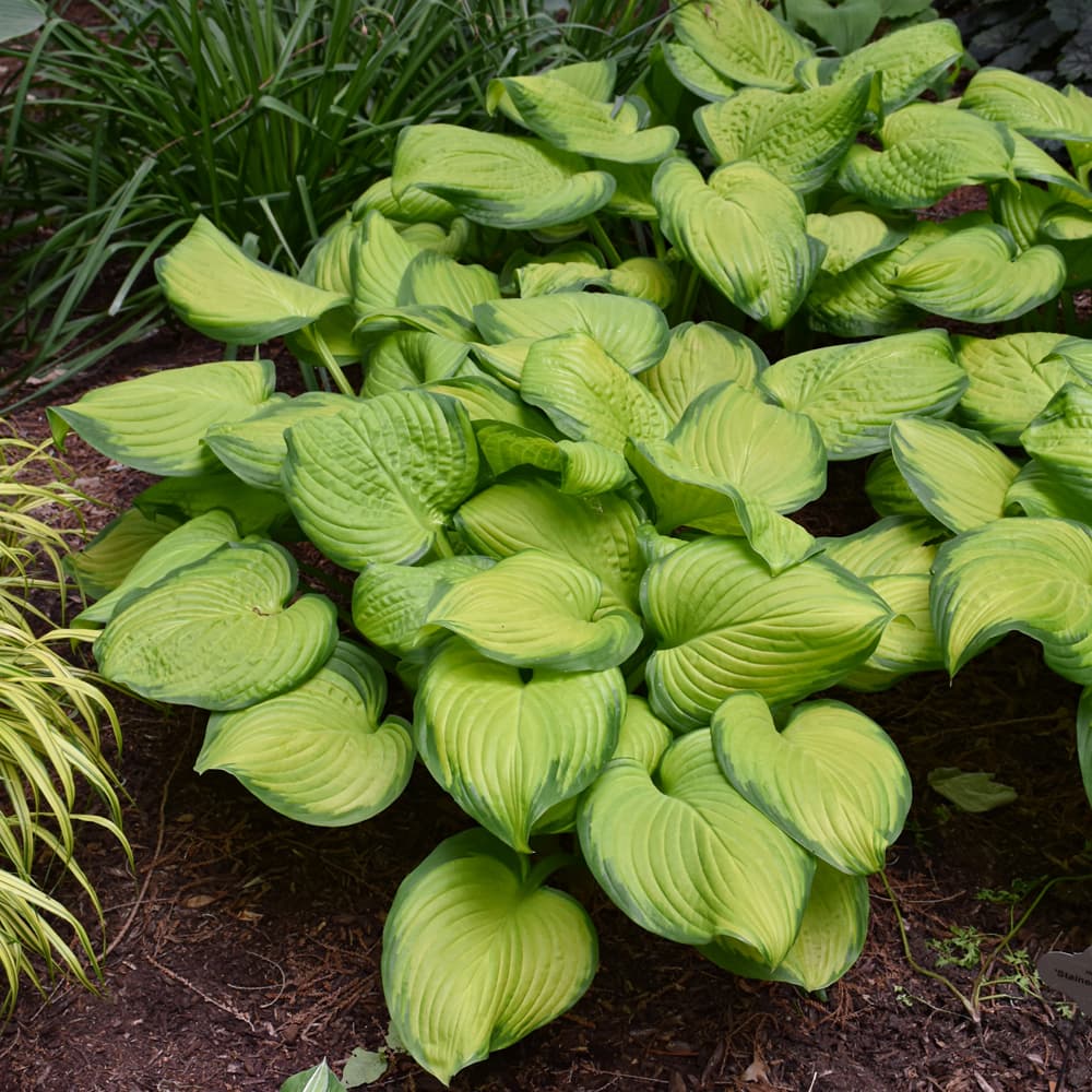 NetPS Plant Finder (www.netpsplantfinder.com)