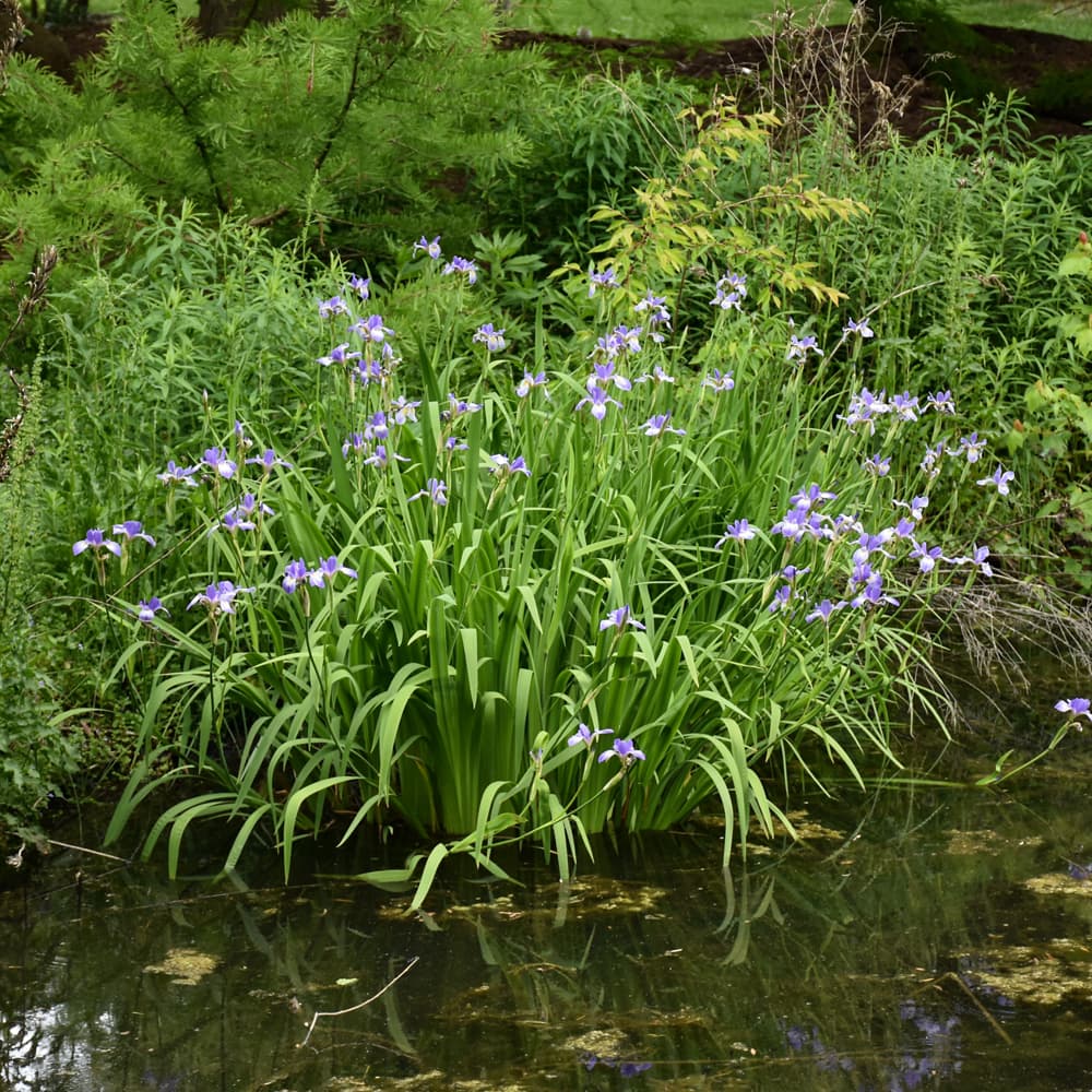 NetPS Plant Finder (www.netpsplantfinder.com)