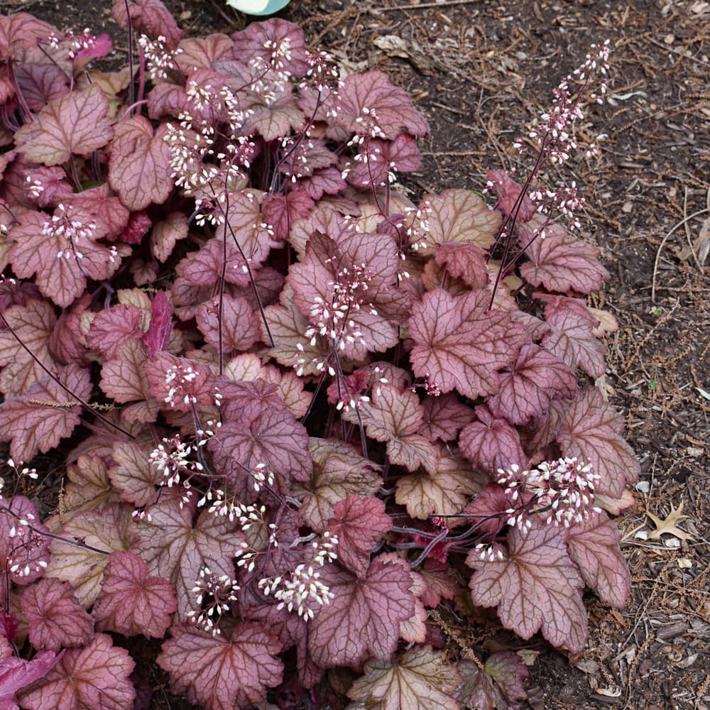 NetPS Plant Finder (www.netpsplantfinder.com)