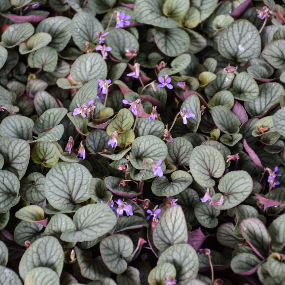 NetPS Plant Finder (www.netpsplantfinder.com)