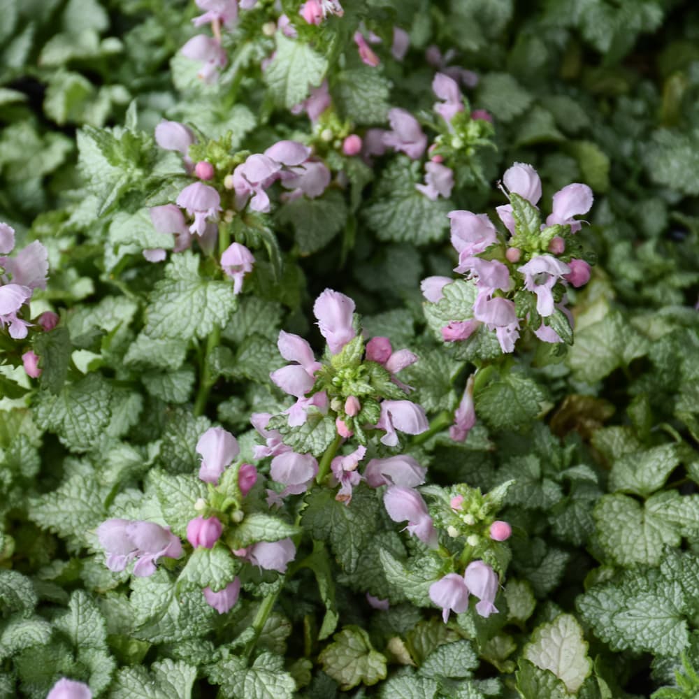 NetPS Plant Finder (www.netpsplantfinder.com)