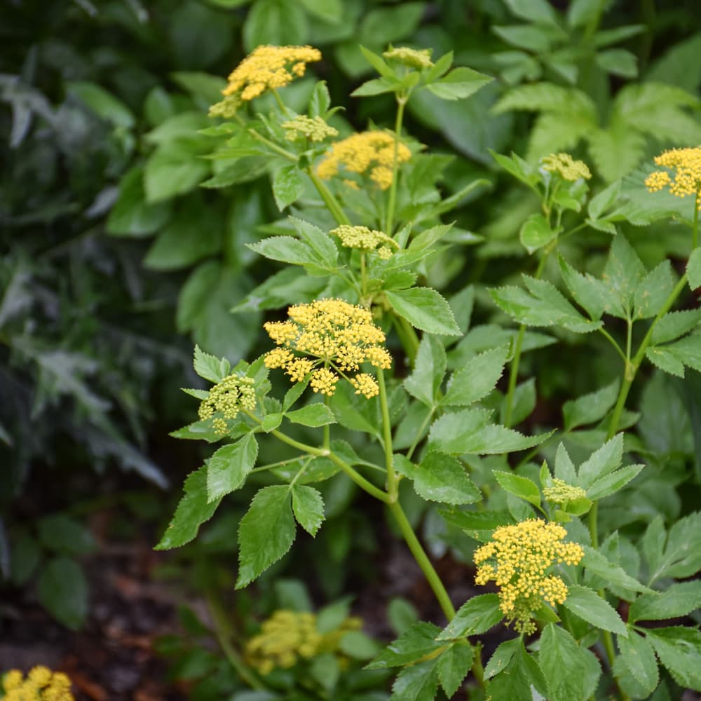 NetPS Plant Finder (www.netpsplantfinder.com)