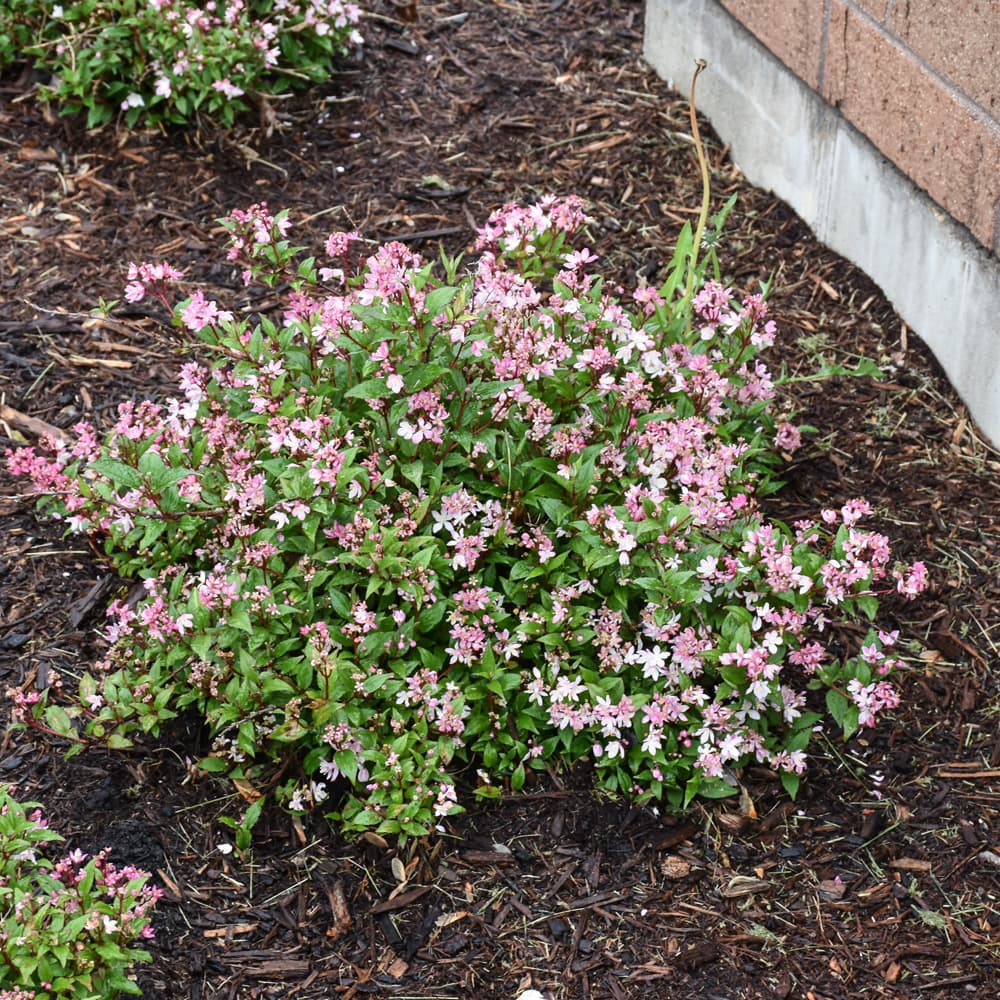 NetPS Plant Finder (www.netpsplantfinder.com)