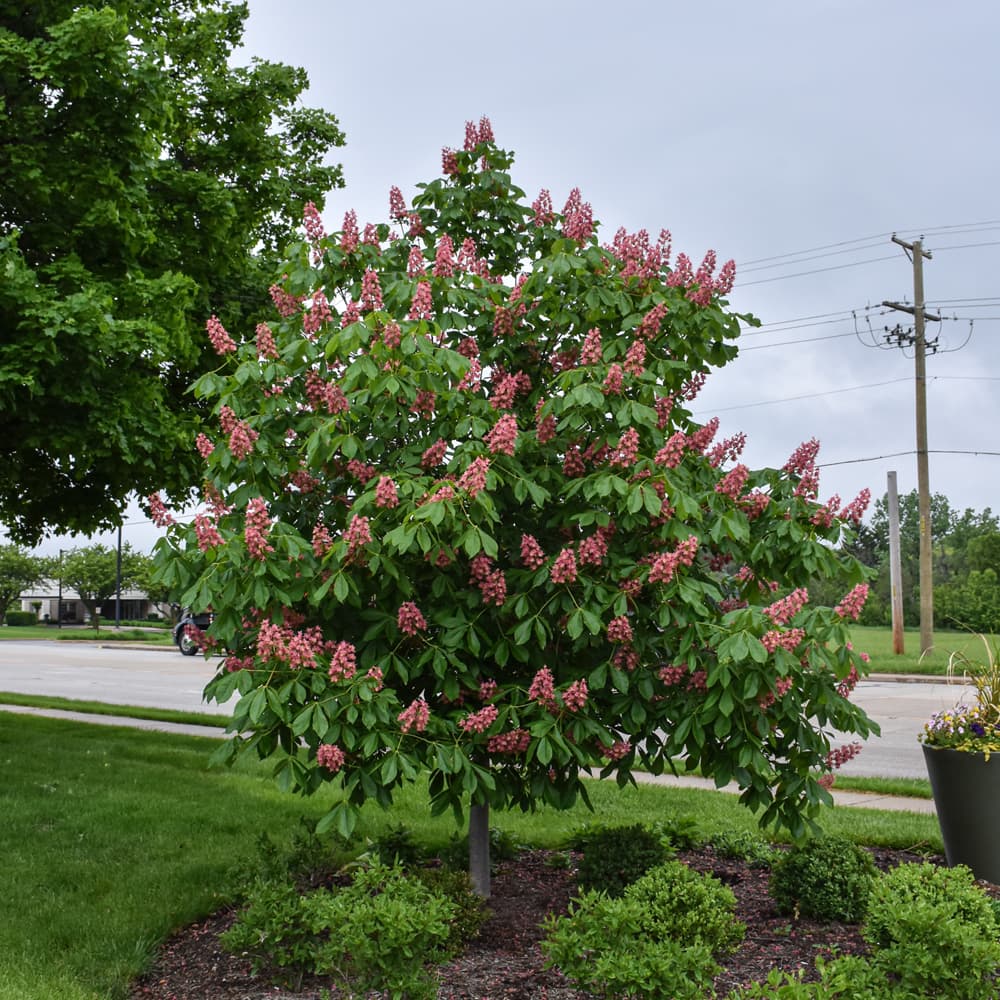 NetPS Plant Finder (www.netpsplantfinder.com)