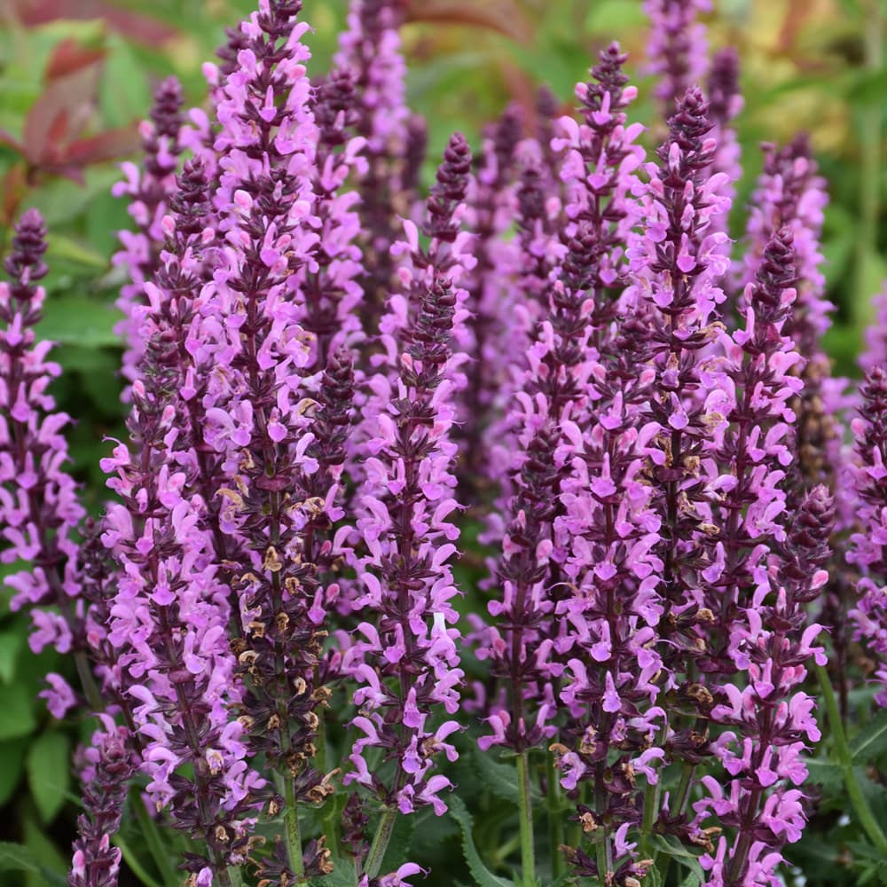 NetPS Plant Finder (www.netpsplantfinder.com)