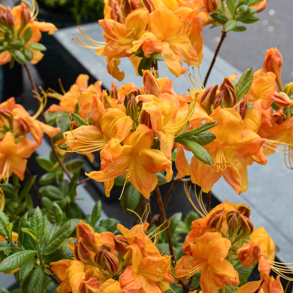 NetPS Plant Finder (www.netpsplantfinder.com)