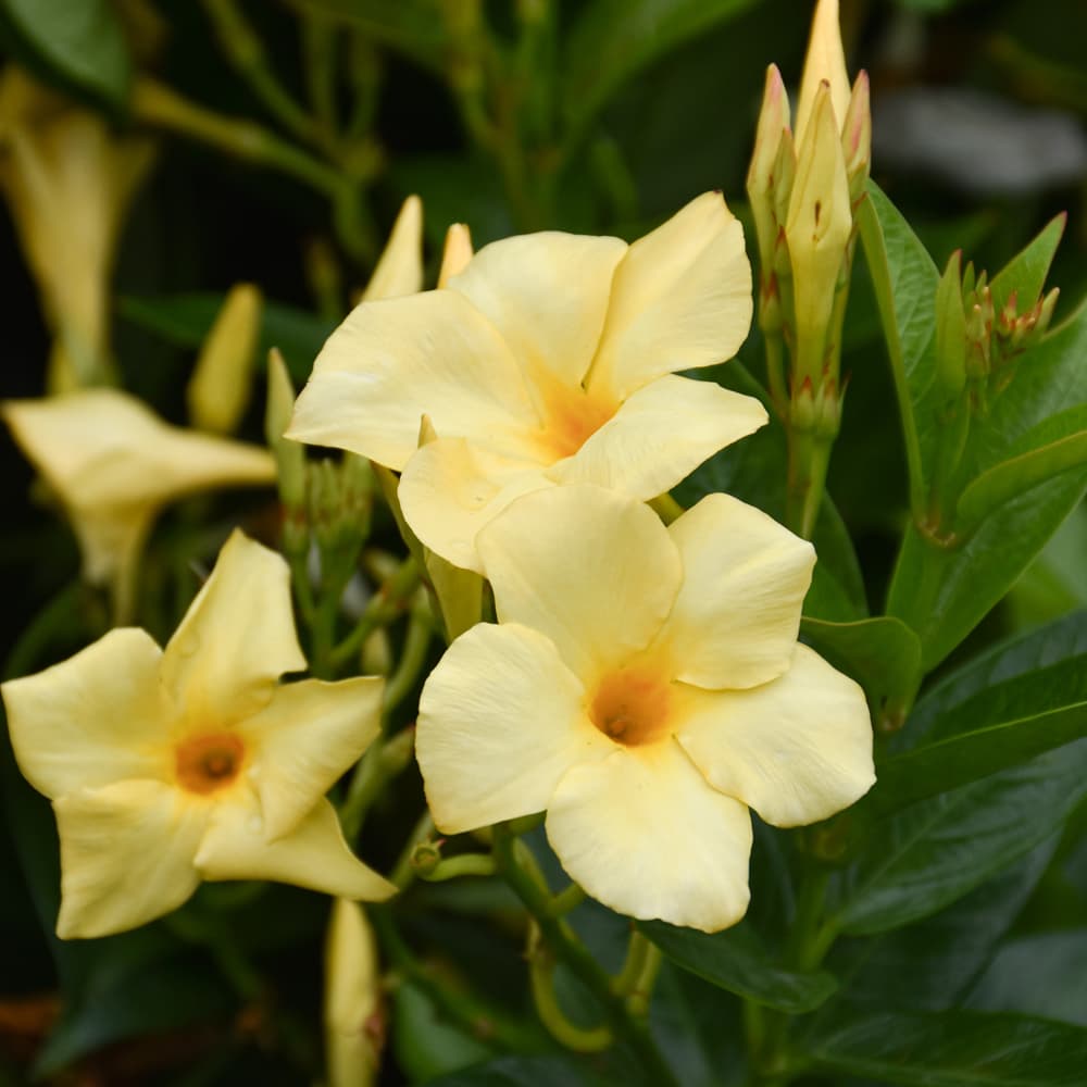 NetPS Plant Finder (www.netpsplantfinder.com)