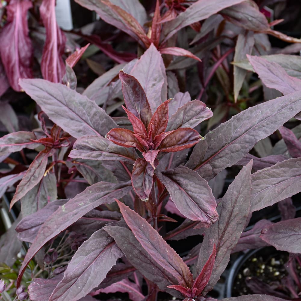 NetPS Plant Finder (www.netpsplantfinder.com)