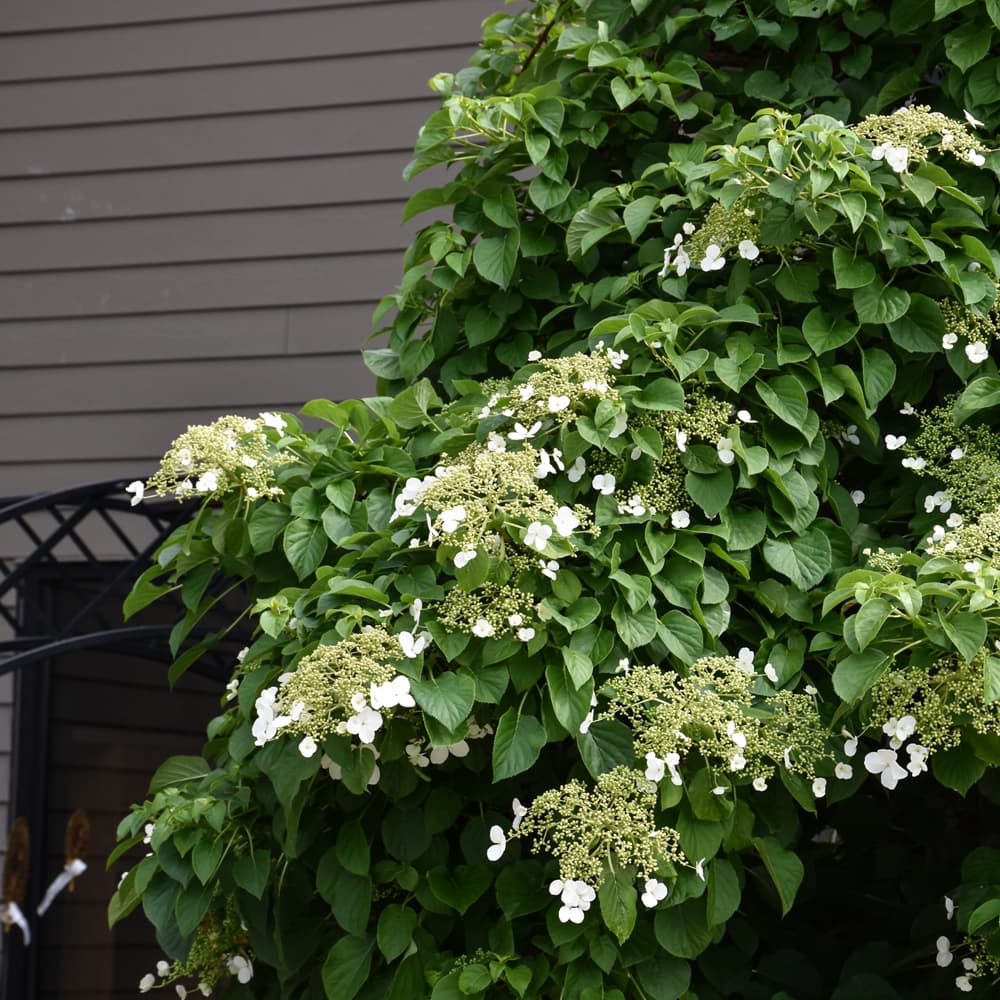 NetPS Plant Finder (www.netpsplantfinder.com)