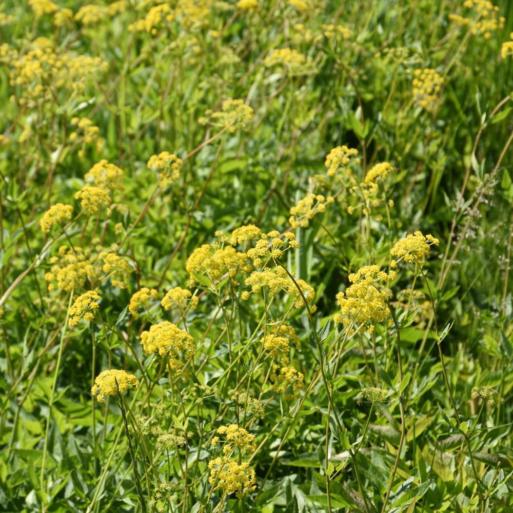 NetPS Plant Finder (www.netpsplantfinder.com)