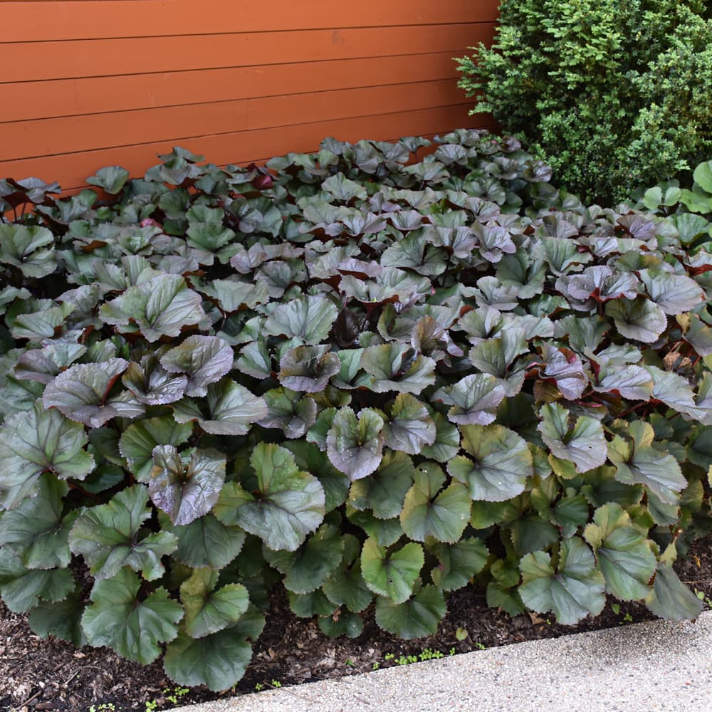 NetPS Plant Finder (www.netpsplantfinder.com)