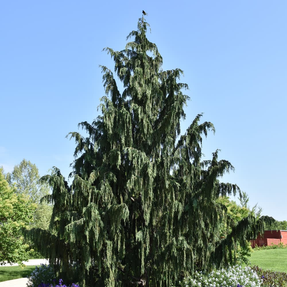 Cedar Weeping Alaskan