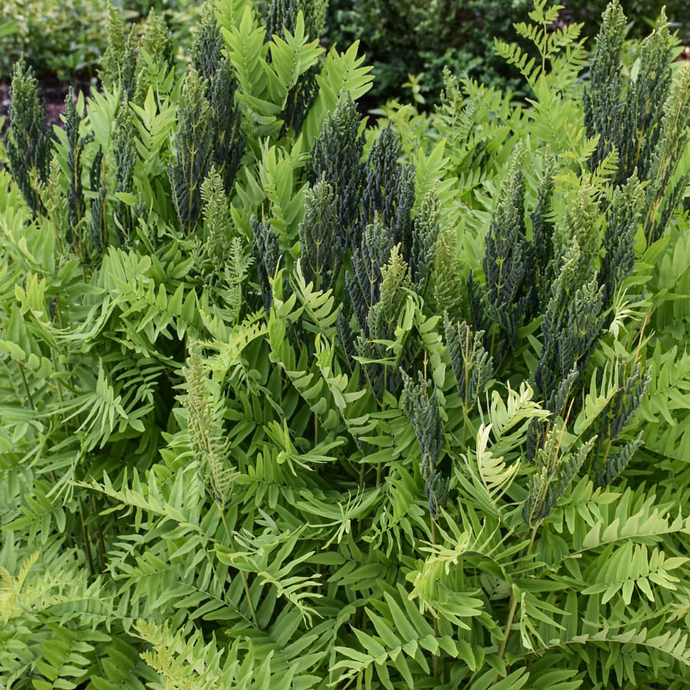 NetPS Plant Finder (www.netpsplantfinder.com)