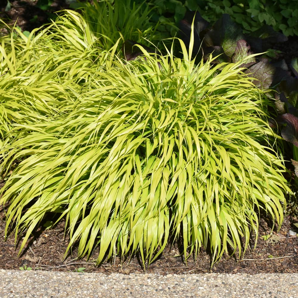 Grass Hakonechloa All Gold