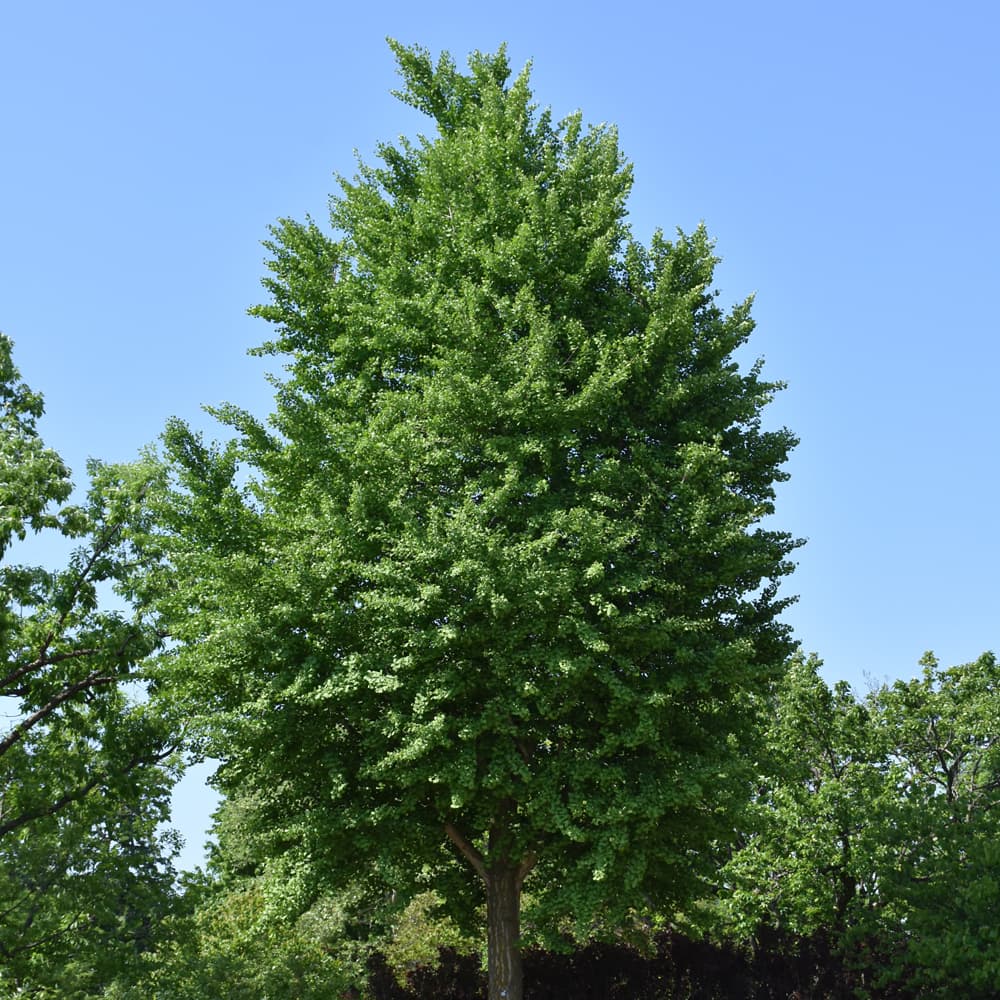 Ginkgo Biloba