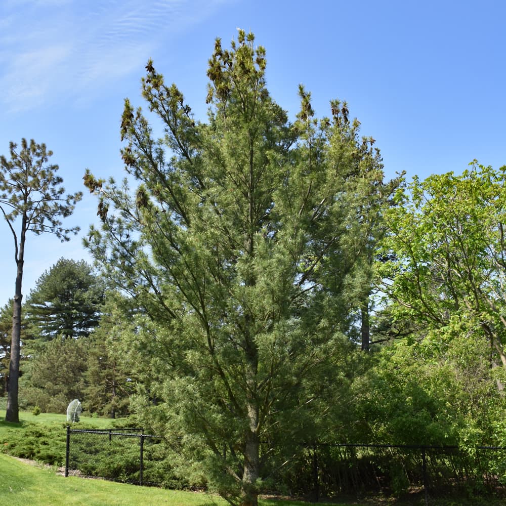 Pine White Columnar