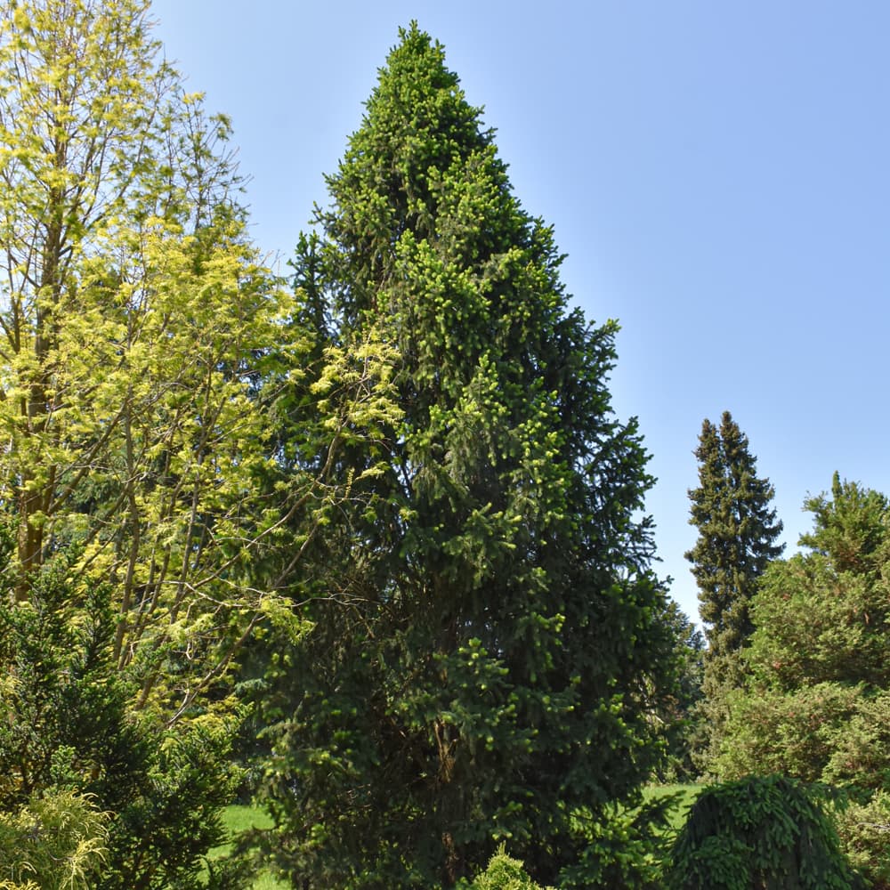 Spruce Norway Columnar