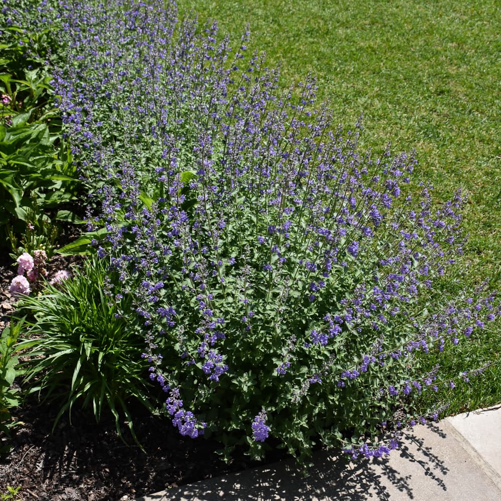 NetPS Plant Finder (www.netpsplantfinder.com)