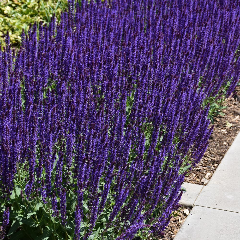 Salvia Caradonna