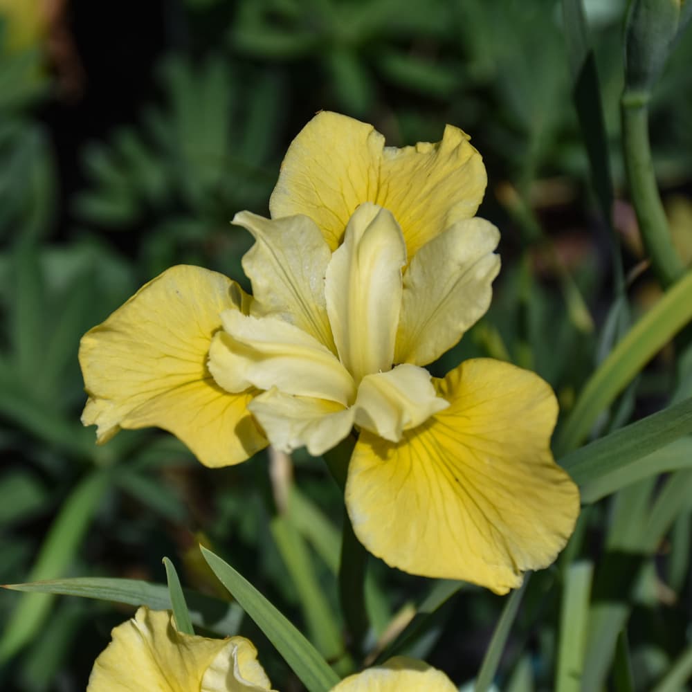 NetPS Plant Finder (www.netpsplantfinder.com)