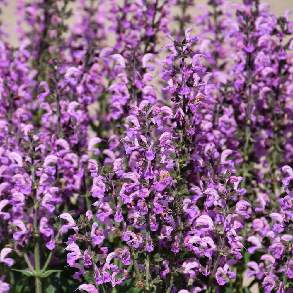 NetPS Plant Finder (www.netpsplantfinder.com)