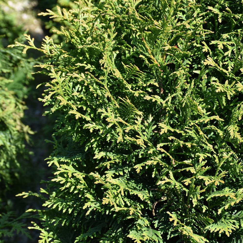 NetPS Plant Finder (www.netpsplantfinder.com)