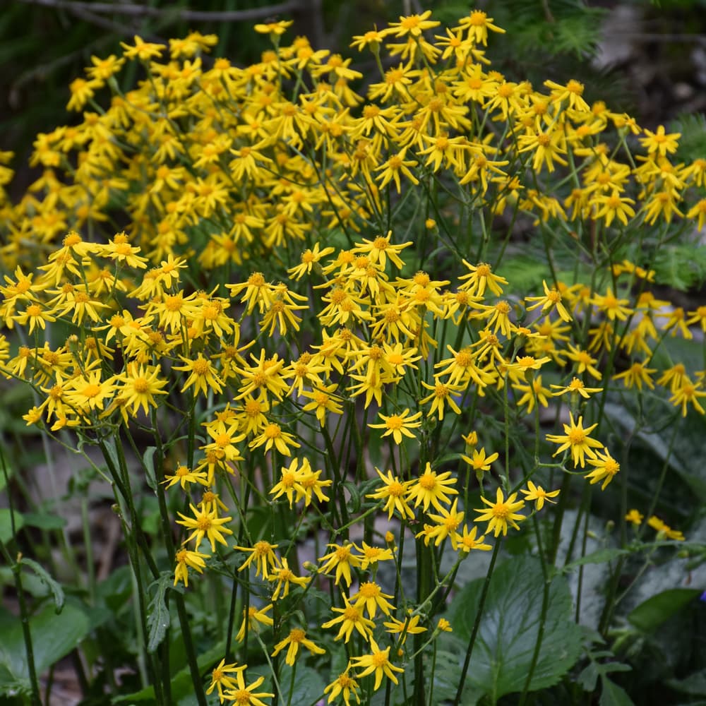 NetPS Plant Finder (www.netpsplantfinder.com)