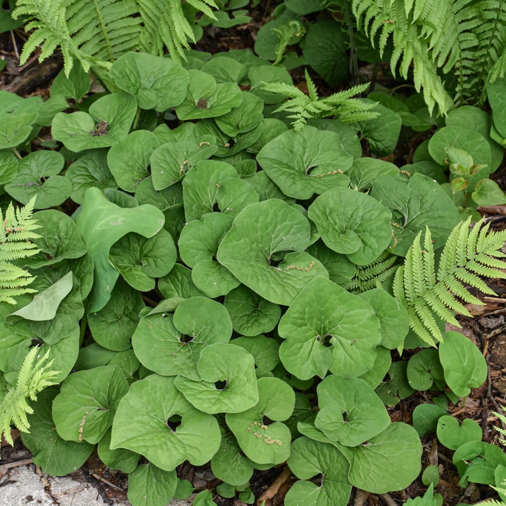 NetPS Plant Finder (www.netpsplantfinder.com)