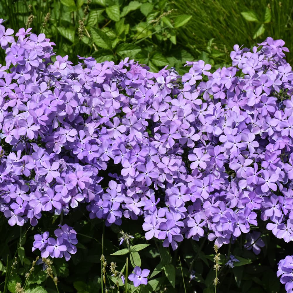 NetPS Plant Finder (www.netpsplantfinder.com)