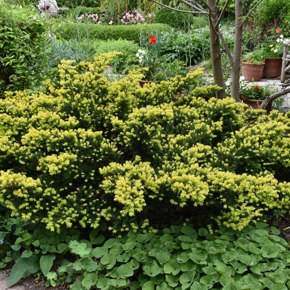 NetPS Plant Finder (www.netpsplantfinder.com)