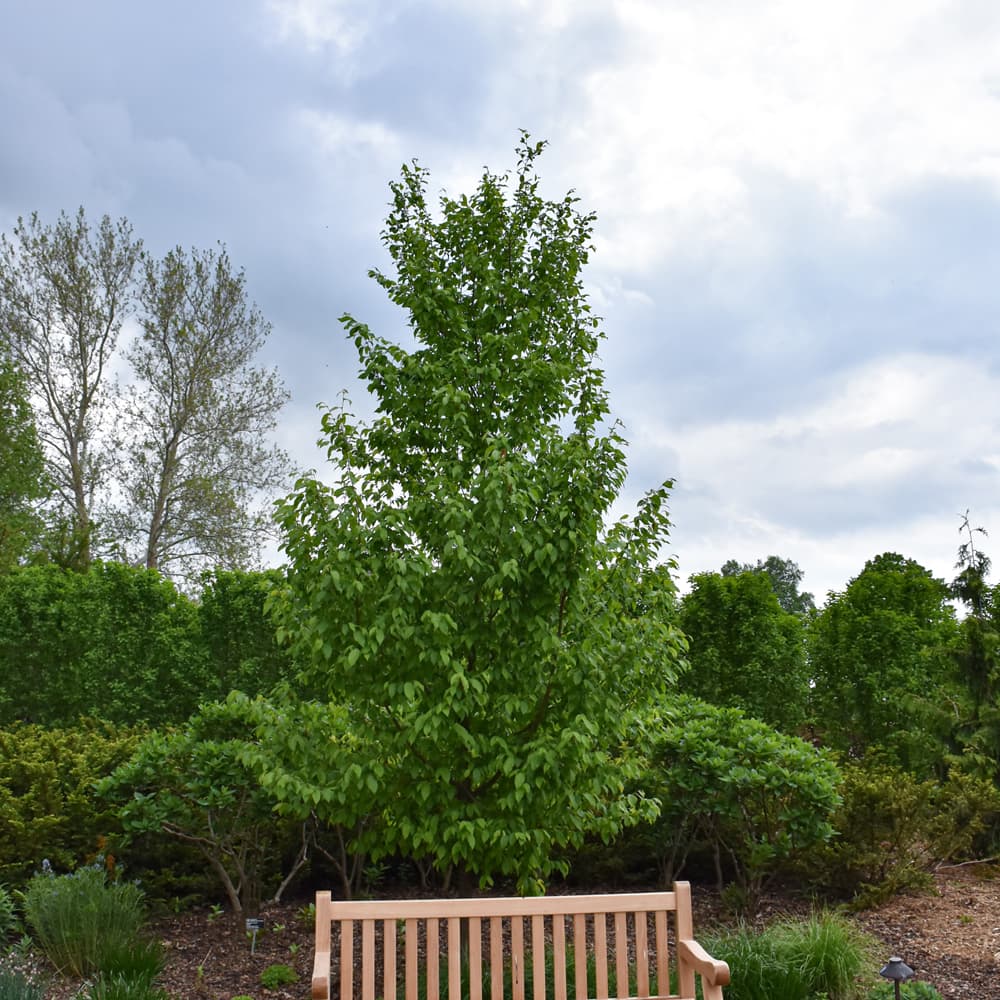 American Hop Hornbeam