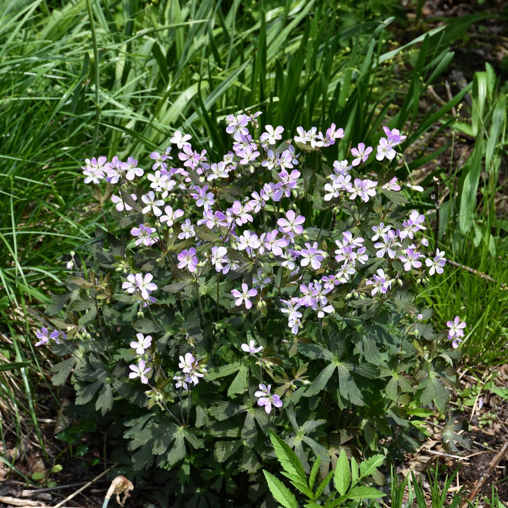 NetPS Plant Finder (www.netpsplantfinder.com)