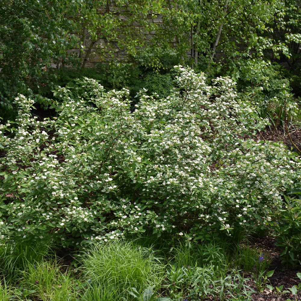 NetPS Plant Finder (www.netpsplantfinder.com)