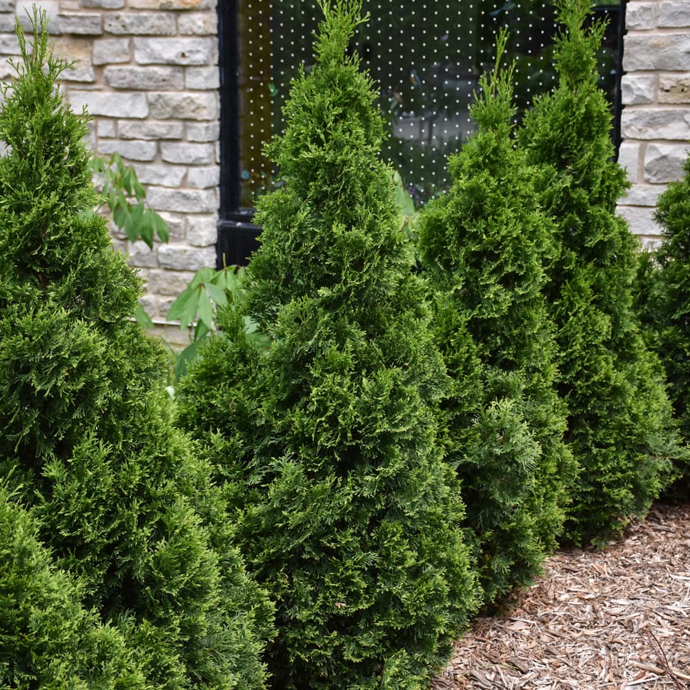 NetPS Plant Finder (www.netpsplantfinder.com)