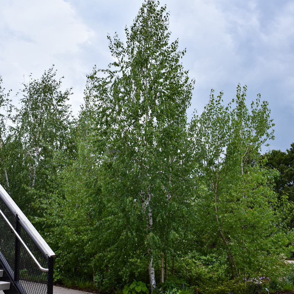 NetPS Plant Finder (www.netpsplantfinder.com)