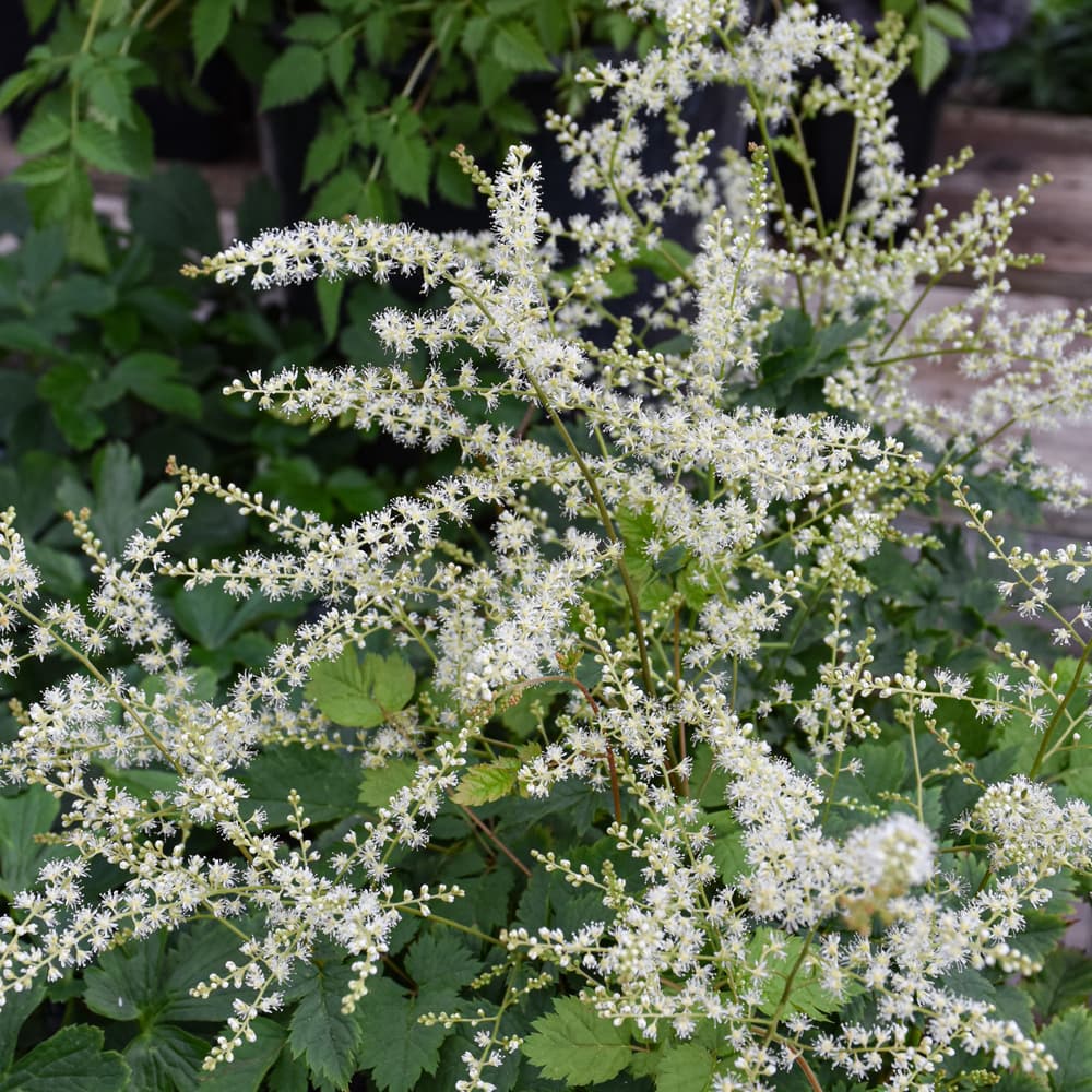 Aruncus Misty Lace