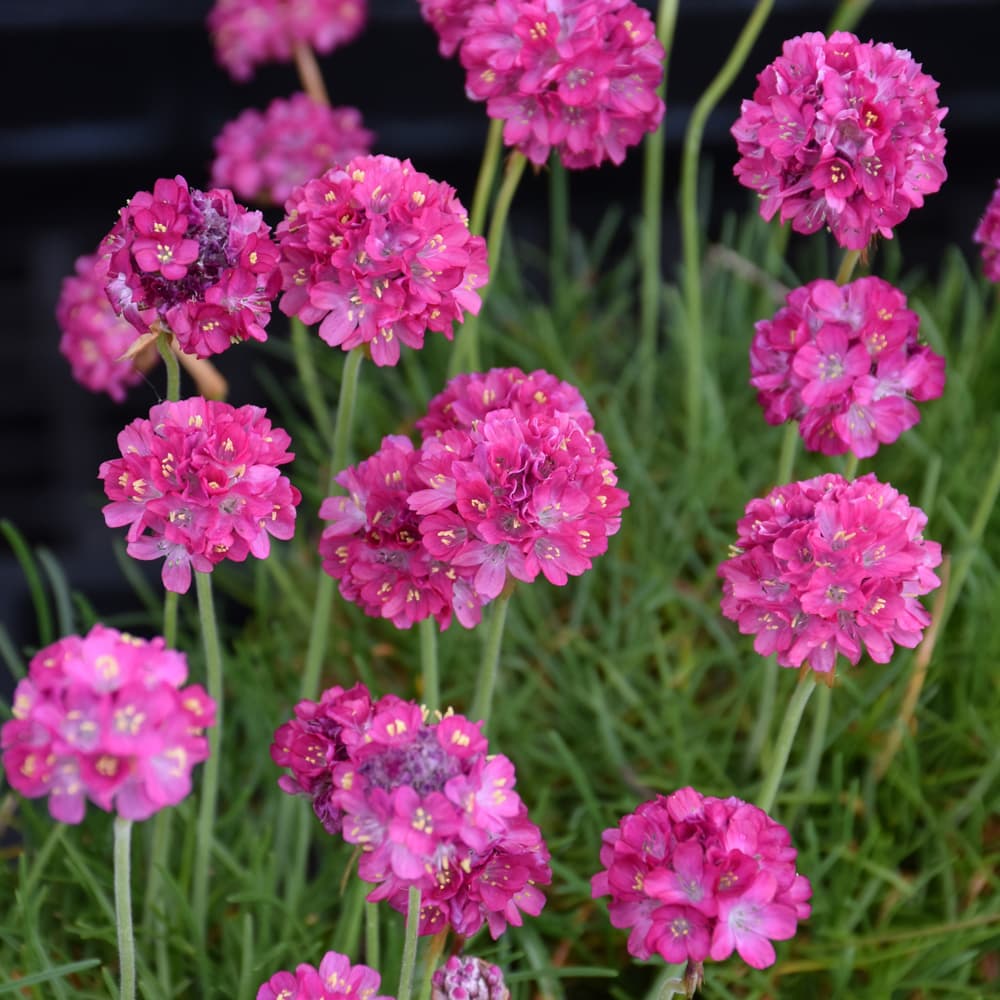 NetPS Plant Finder (www.netpsplantfinder.com)