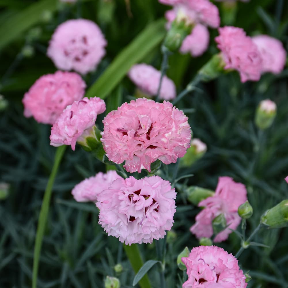 NetPS Plant Finder (www.netpsplantfinder.com)