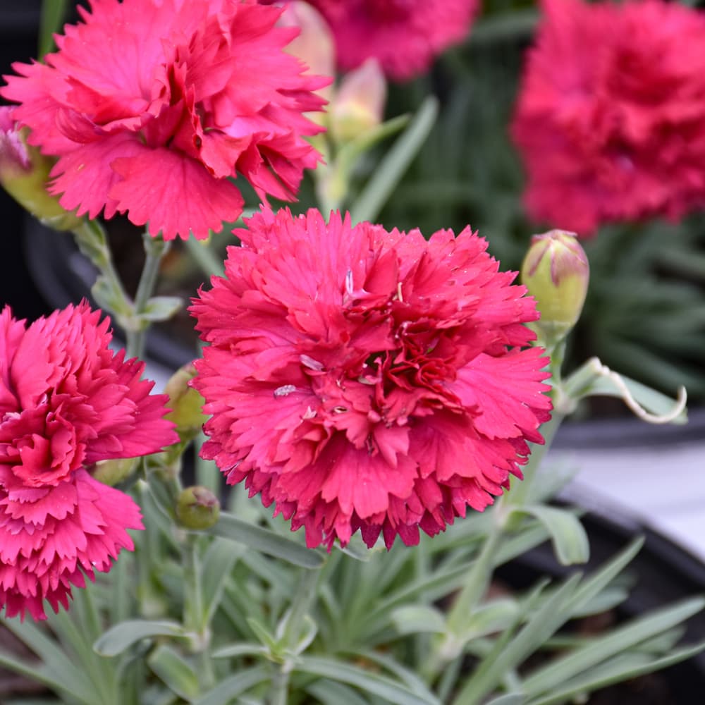 NetPS Plant Finder (www.netpsplantfinder.com)