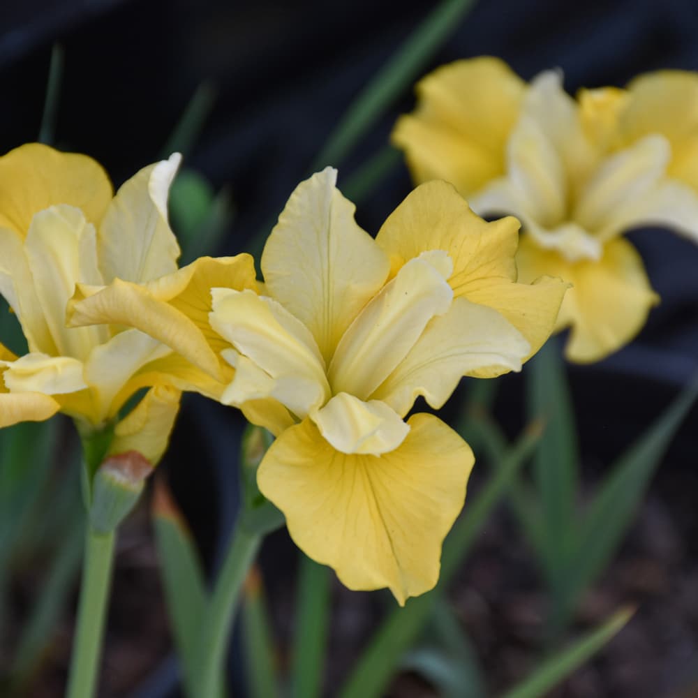 NetPS Plant Finder (www.netpsplantfinder.com)