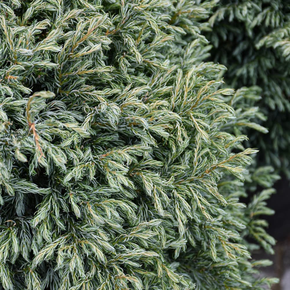 NetPS Plant Finder (www.netpsplantfinder.com)