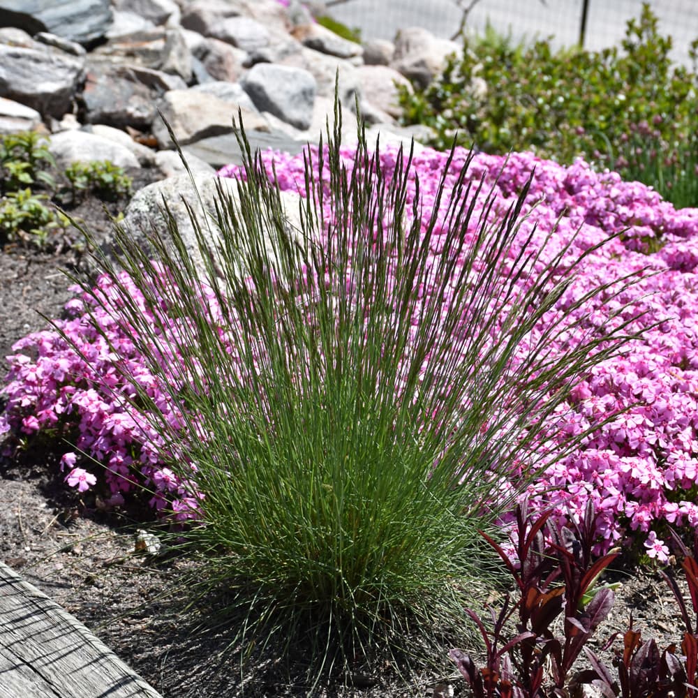 NetPS Plant Finder (www.netpsplantfinder.com)