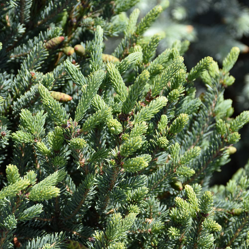 NetPS Plant Finder (www.netpsplantfinder.com)