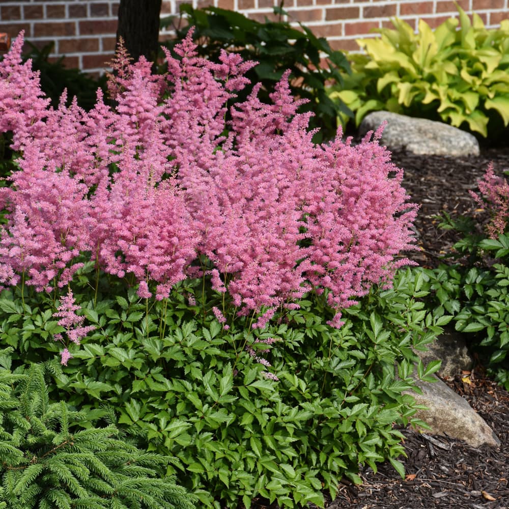 NetPS Plant Finder (www.netpsplantfinder.com)