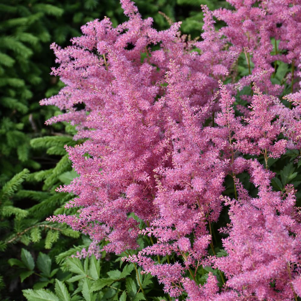 Astilbe Visions in Pink