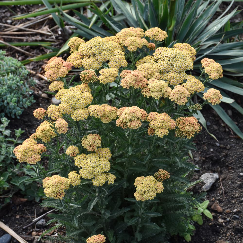 NetPS Plant Finder (www.netpsplantfinder.com)