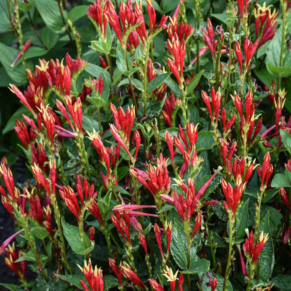 NetPS Plant Finder (www.netpsplantfinder.com)