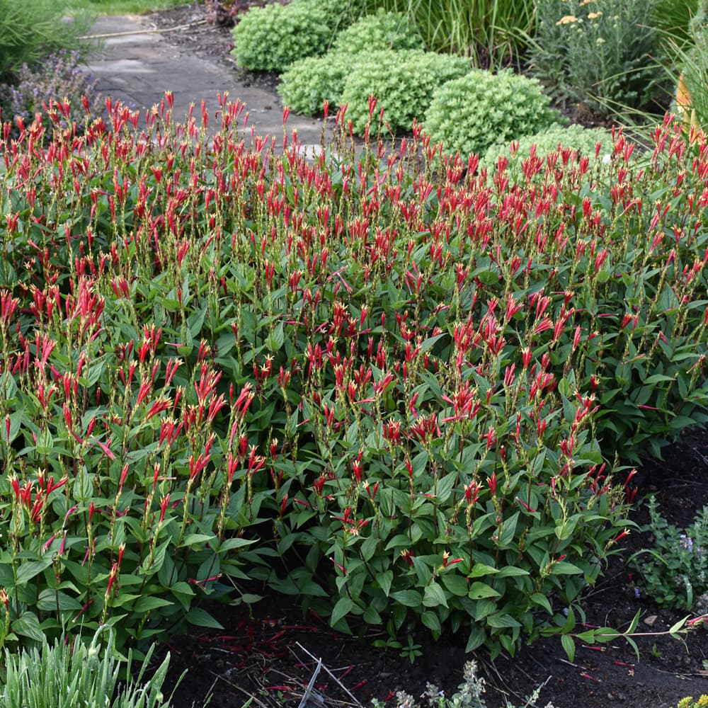 NetPS Plant Finder (www.netpsplantfinder.com)