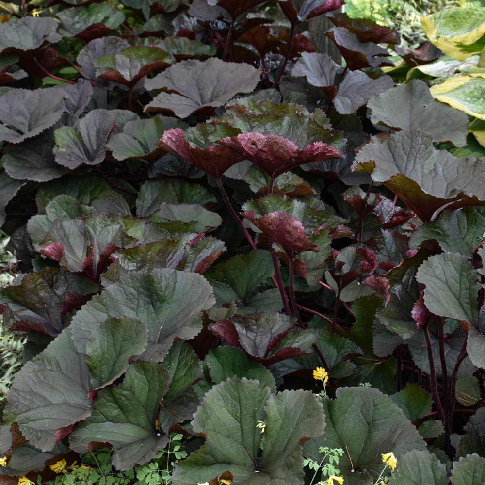 NetPS Plant Finder (www.netpsplantfinder.com)