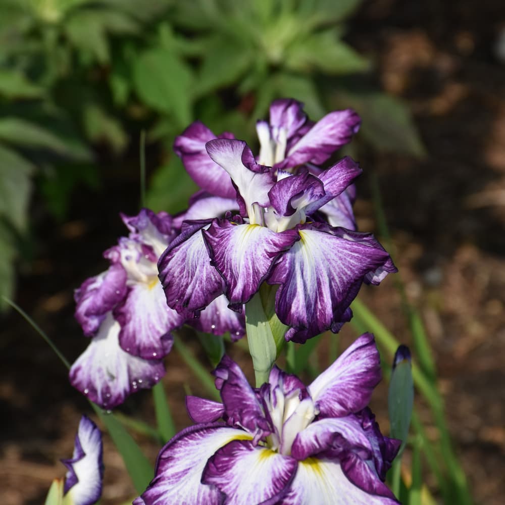 NetPS Plant Finder (www.netpsplantfinder.com)